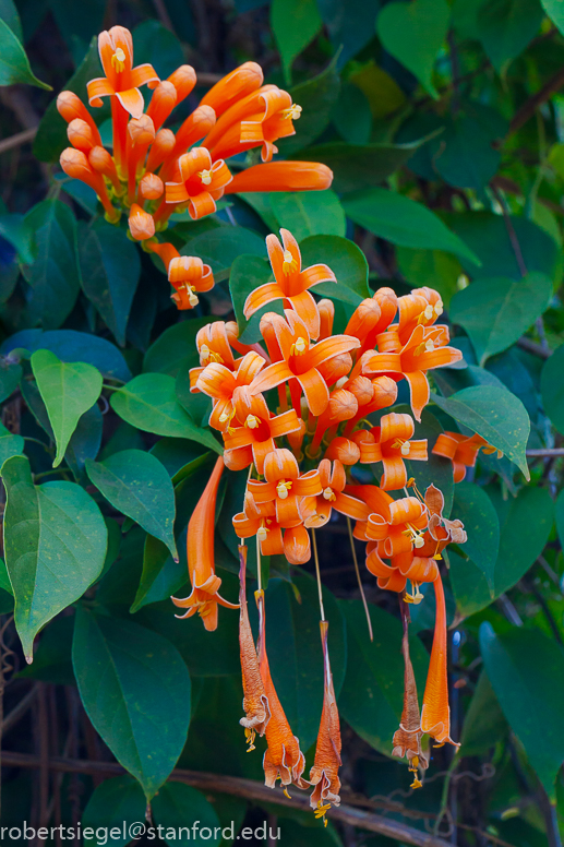 flame vine